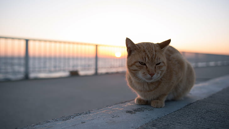 оранжевый табби кошка во время золотого времени, кошки, кошки, волшебный час, кошки, оранжевый табби, табби кошка, золотое время, NIKON D750, Япония, HD обои