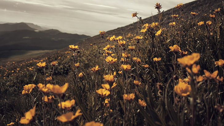 жълти макови цветя, жълто цвете селективен фокус снимка, пейзаж, растения, пустиня, планини, лято, поле, Photoshop, облачно, цветя, диви цветя, жълти цветя, природа, макро, дълбочина на полето, HD тапет