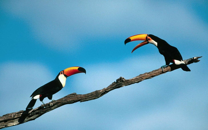 Birds, Toco toucan, HD wallpaper