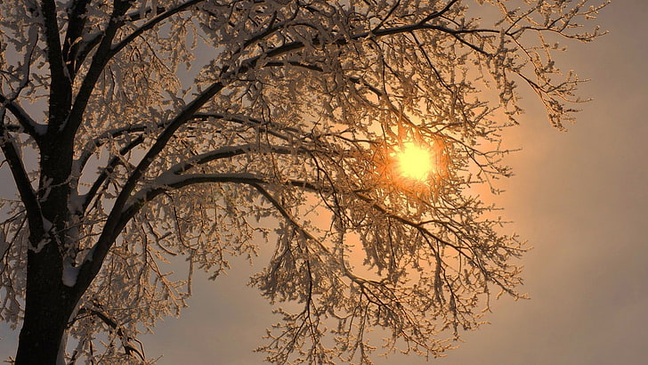nature, trees, branch, winter, snow, frost, Sun, HD wallpaper