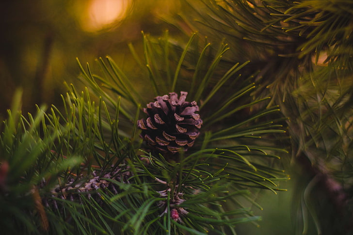 acorn, christmas, christmas tree, fir cone, pinecone, HD wallpaper
