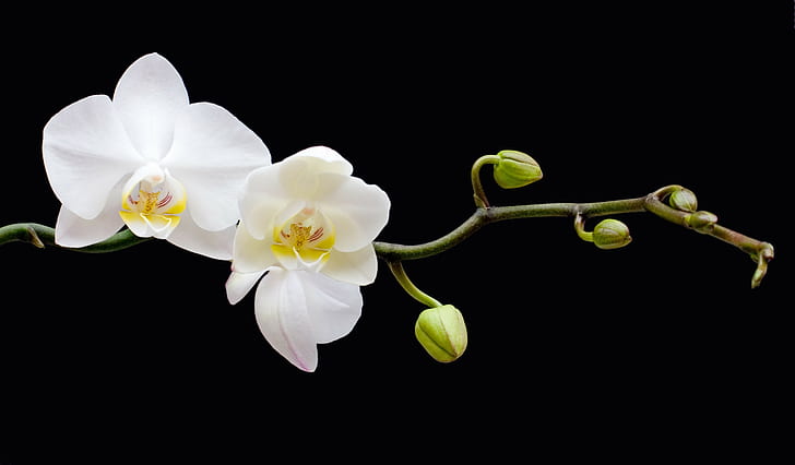 Pflanzen, Orchideen, Makro, Blumen, HD-Hintergrundbild