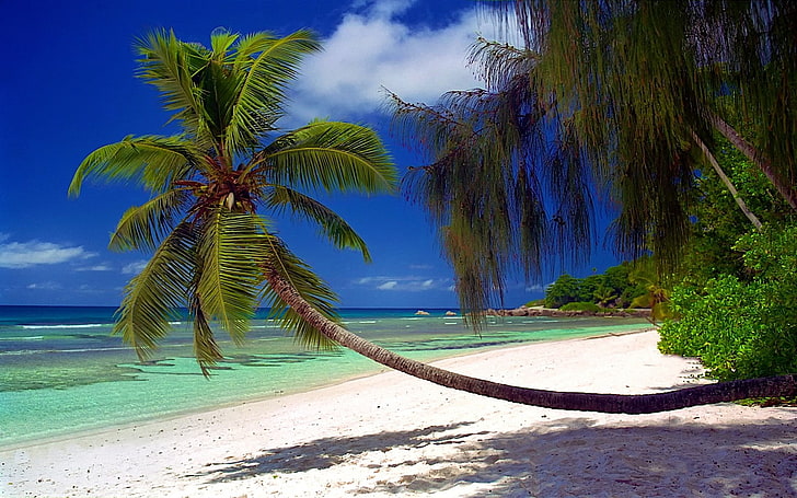 nature, landscape, beach, palm trees, sea, shrubs, sand, island, tropical, Seychelles, shadow, summer, vacation, HD wallpaper
