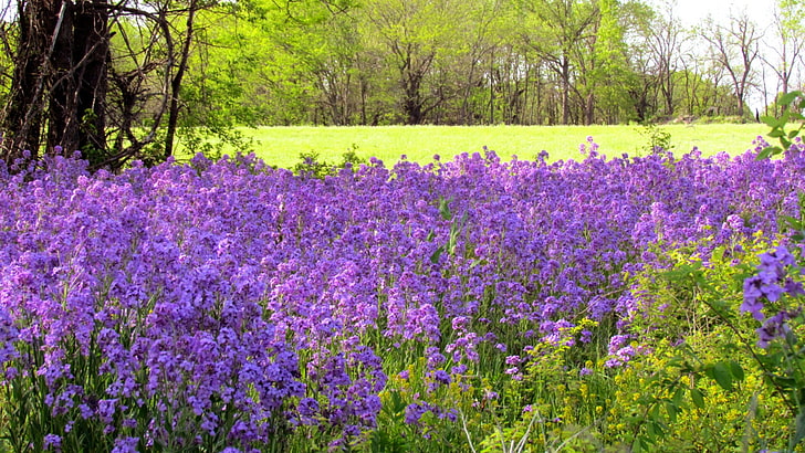 лилави лавандулови цветя, трева, цветя, поле, HD тапет