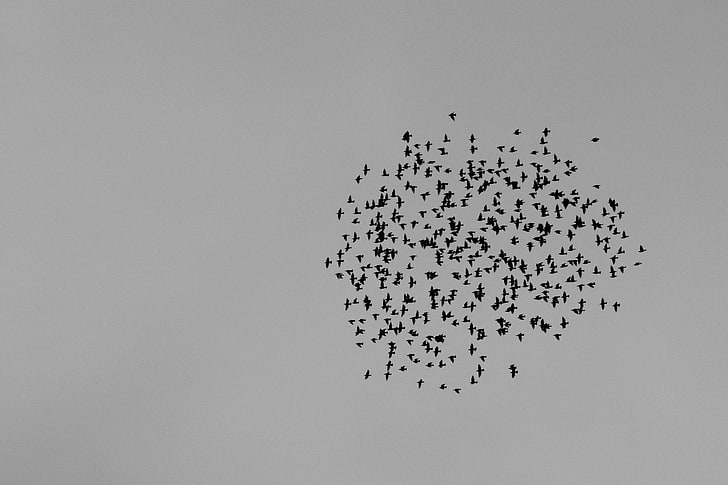 birds, black and white, flock, flying, herd, sky, starlings, wings, HD wallpaper