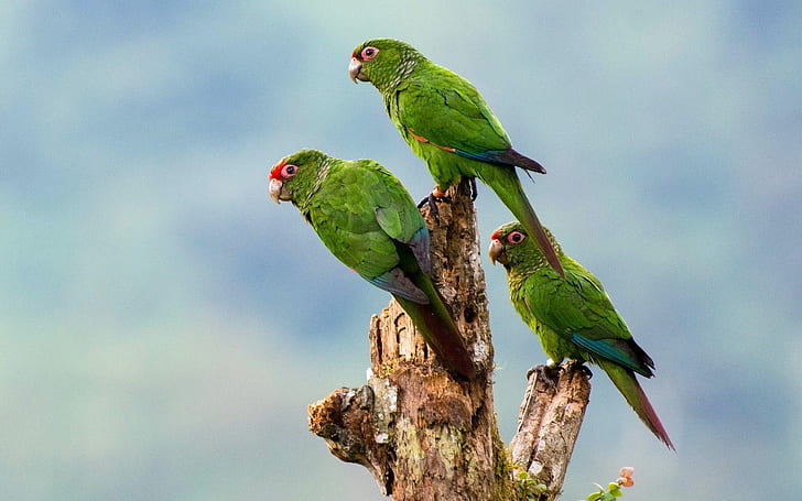 Three green parrots, birds close-up, stump, Three, Green, Parrots, Birds, Stump, HD wallpaper