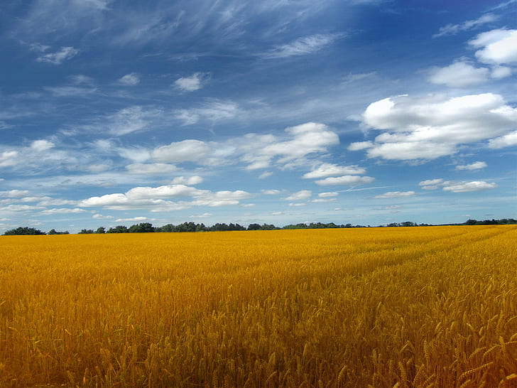 пейзаж, природа, пшеница, поле, лято, HD тапет