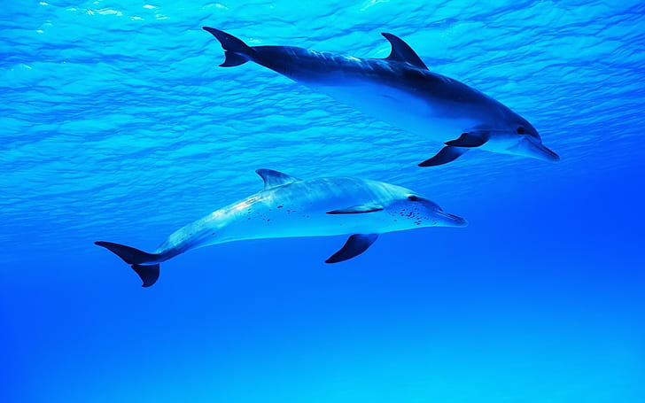 Delphine in der Unterwasserwelt, blaue Farbe, Delphine, Unterwasser, Welt, Blau, Farbe, HD-Hintergrundbild
