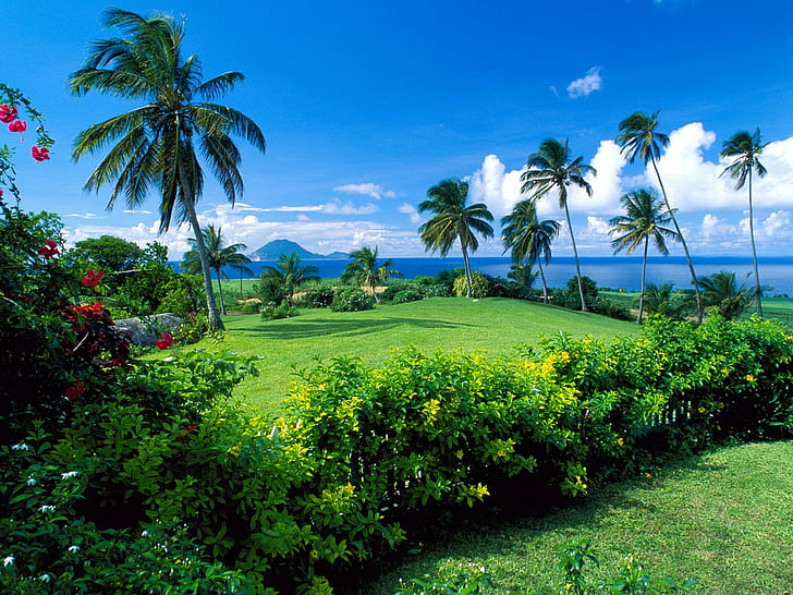 Palm Trees And Green Grass, Nature, Scenery, HD wallpaper