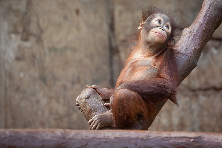 brown monkey, orangutan, monkey, tree, HD wallpaper