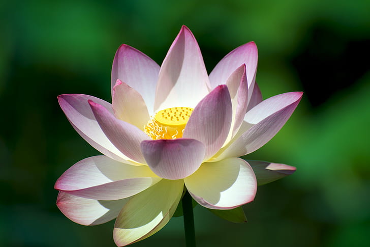 closed up photo of white and pink Lotus flower, lotus blossom, lotus blossom, Lotus Blossom, up, photo, white, pink, Lotus flower, lotus Water Lily, water Lily, nature, petal, plant, flower Head, pond, flower, summer, leaf, beauty In Nature, HD wallpaper