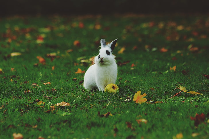 white rabbit, rabbit, grass, apple, HD wallpaper