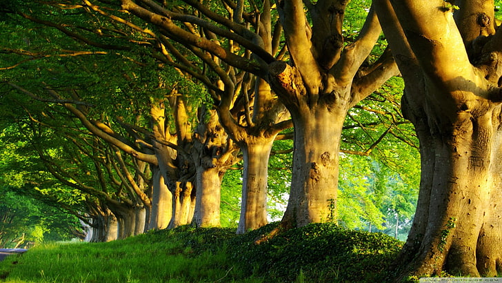 fotografia krajobrazowa wysokich zielonych drzew, drzew, zieleni, Tapety HD