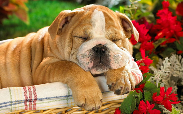 Sleeping the Day Away, tan and white english bulldog puppy, sleeping, away, cute animals, HD wallpaper