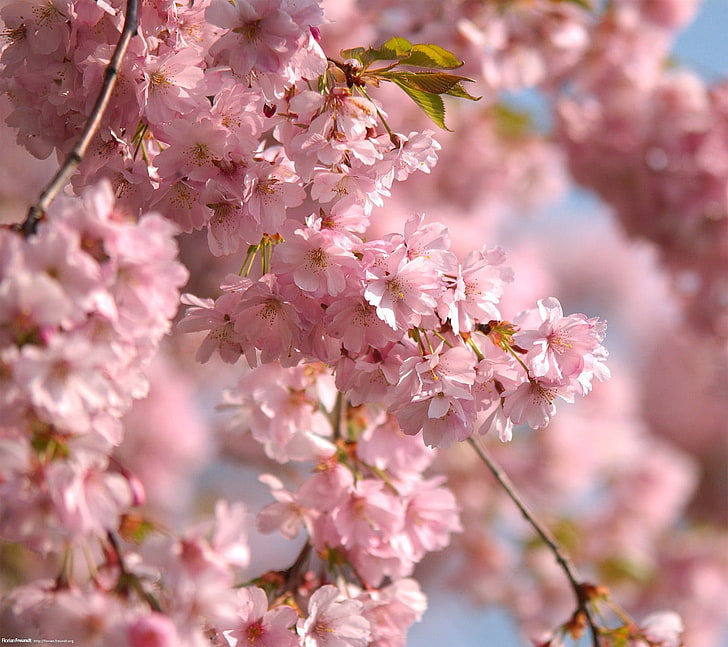 rosa Kirschblütenblume, Blumen, HD-Hintergrundbild