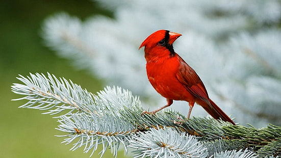 animali, uccelli, cardinali, rosso, Sfondo HD HD wallpaper