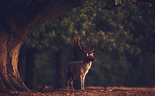 Brauner Elch, Wald, Natur, Tier, Hirsch, HD-Hintergrundbild HD wallpaper