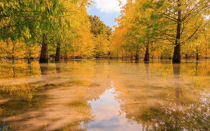 Alberi Swamp Reflection HD, natura, alberi, riflesso, palude, Sfondo HD