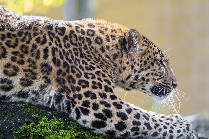 depredador, punto, leopardo, perfil, gato montés, zoológico, Fondo de pantalla HD