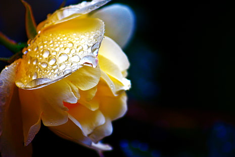 bunga kuning kelopak, mawar, mawar, alam, bunga, close-up, makro, tanaman, keindahan Di Alam, daun bunga, Bunga tunggal, Wallpaper HD HD wallpaper