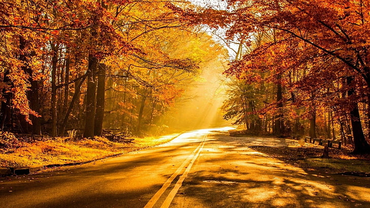 road, autumn, forest, tree, sunlight, sunray, sunshine, HD wallpaper