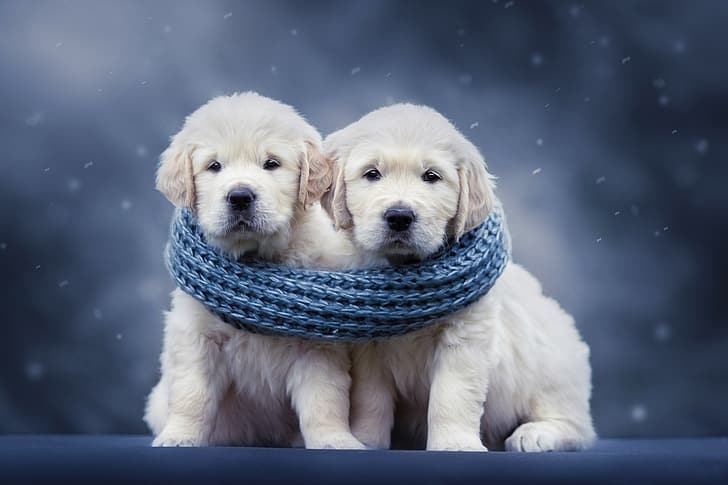 dogs, background, scarf, puppies, a couple, Golden Retriever, Natalia Lays, HD wallpaper