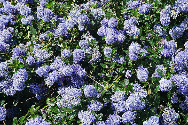 bleu, botanique, boules, t, fleurs, floraison, flore, natura, parterre de fleurs, Sfondo HD