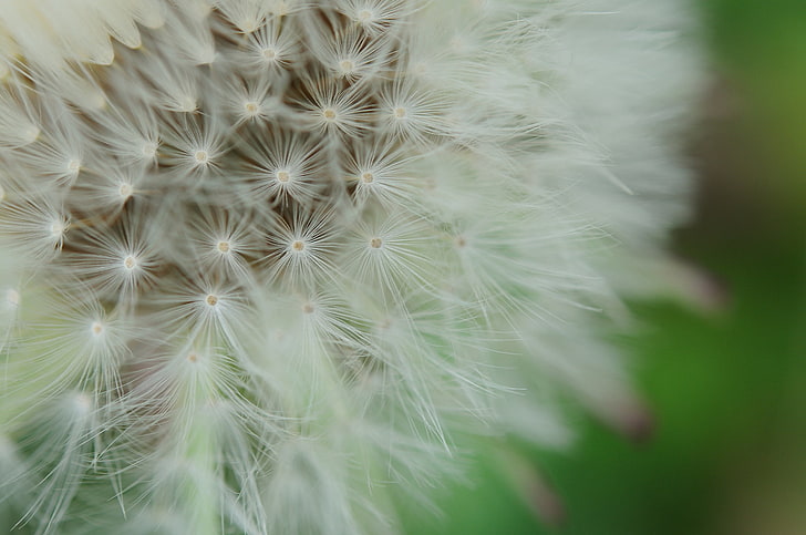 white dandelions, dandelion, fluff, macro, HD wallpaper