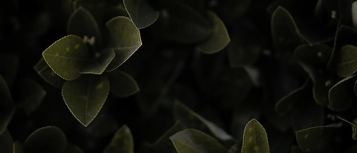 фотография, сверхширокий, сверхширокий, растения, кусты, HD обои HD wallpaper
