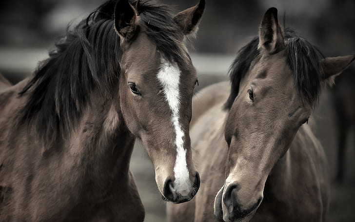 Two horses face to face, Two, Horses, Face, HD wallpaper