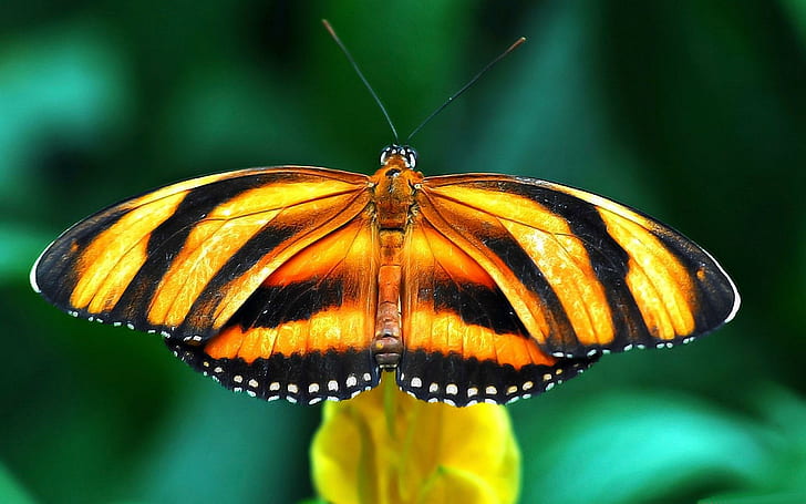 *** Beautiful Butterfy***, owady, zwierzeta, motyl, kolorowy, animals, HD wallpaper