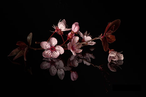 흰색과 분홍색 꽃 장식, 매크로, HD 배경 화면 HD wallpaper