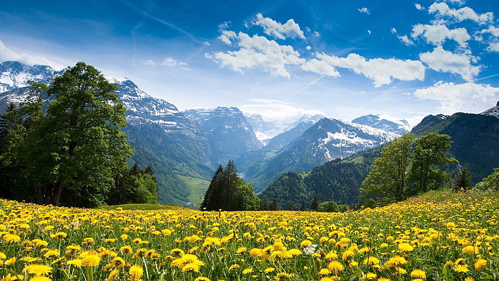 Löwenzahnblumenfeld, Berge, HD-Hintergrundbild