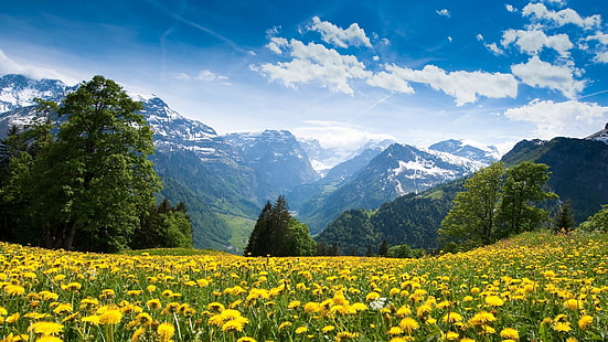 champ de fleurs de pissenlit, montagnes, Fond d'écran HD HD wallpaper