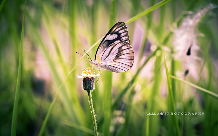 Butterfly Flying-Animal Photo Wallpaper 01, black and white butterfly, HD wallpaper