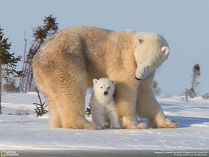 white Polar bear, polar bears, animals, snow, baby animals, National Geographic, HD wallpaper HD wallpaper