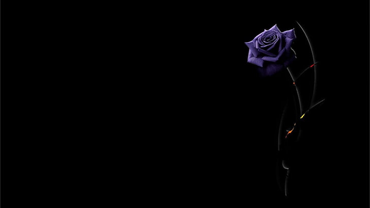 Цветы, цветок, черный, фиолетовый цветок, роза, HD обои
