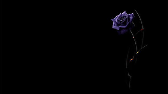 Цветы, цветок, черный, фиолетовый цветок, роза, HD обои HD wallpaper
