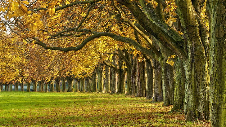 Las, drzewa, liście, kolorowe, ścieżka, park, jesień, Las, drzewa, liście, kolorowe, ścieżka, park, jesień, Tapety HD