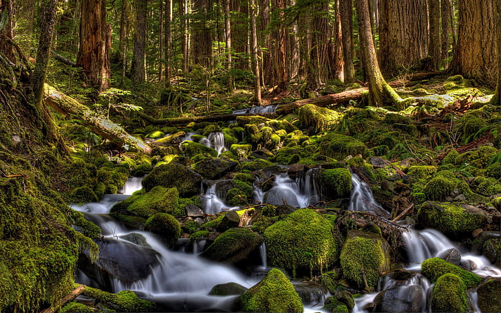 Sol Duc River River Nel Parco Nazionale Olimpico di Washington Stati Uniti d'America Montagna Fiume Foresta Pini Pietre ricoperte di muschio Verde Sfondi desktop gratis Hd 2560 × 1600, Sfondo HD