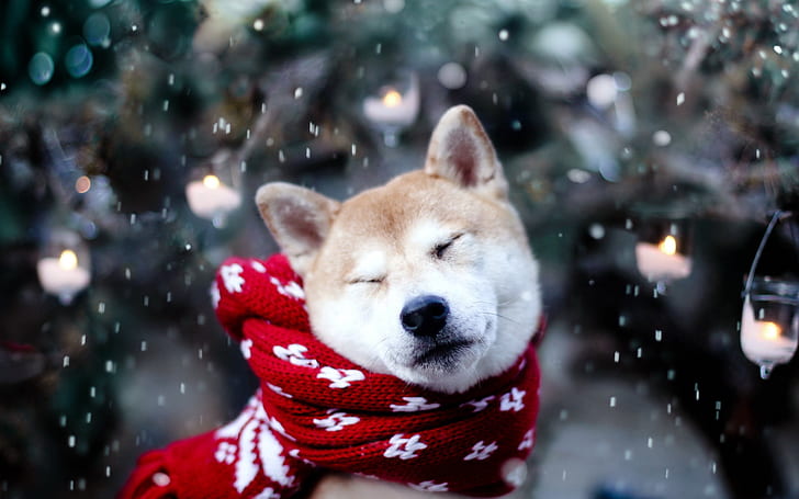 dog, akita inu, scarf, squint, snow, HD wallpaper