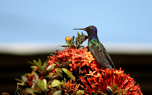 นกฮัมมิ่งเบิร์ด, พื้นหลังนก, ดอกไม้, ดาวน์โหลด 3840x2400 Hummingbird, วอลล์เปเปอร์ HD HD wallpaper