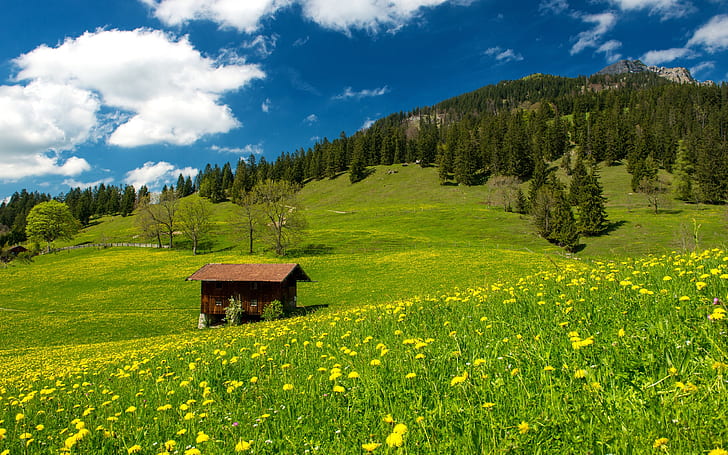 Pasture, Bavarian Alps, Germany, grass, green field, flowers, Pasture, Bavarian, Alps, Germany, Grass, Green, Field, Flowers, HD wallpaper