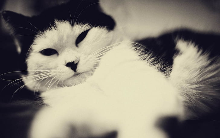 สัตว์แมวตาดำขาวดำ, วอลล์เปเปอร์ HD