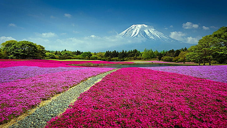japanese, volcano, spring, japan, flower field, flowery, landscape, HD wallpaper