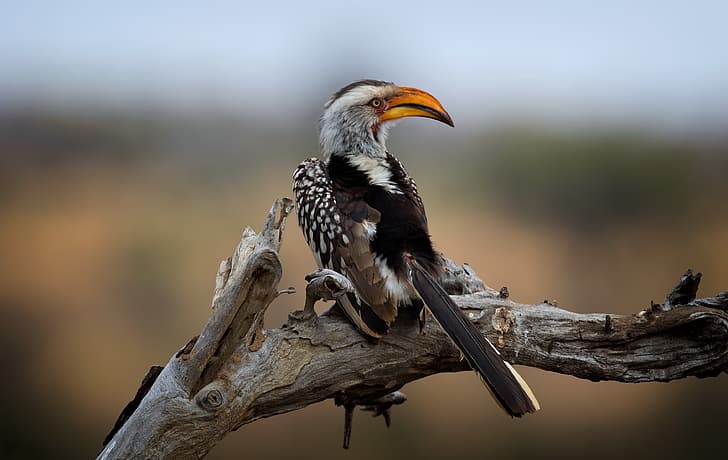 Kruger National Park, Southern Yellow-billed Hornbill, Wild South Africa, HD wallpaper