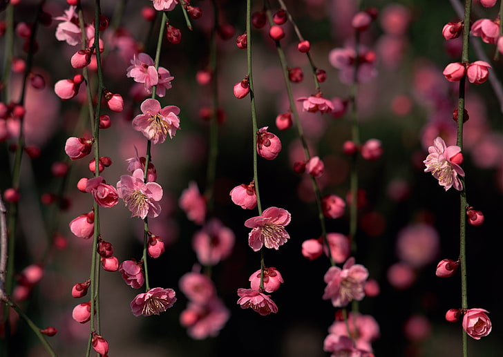 rosa Kirschblüten, Blumen, Zweige, Sakura, Knospen, HD-Hintergrundbild