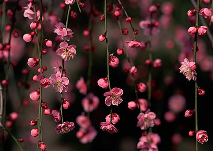 flores de cerejeira rosa, flores, ramos, Sakura, botões, HD papel de parede HD wallpaper