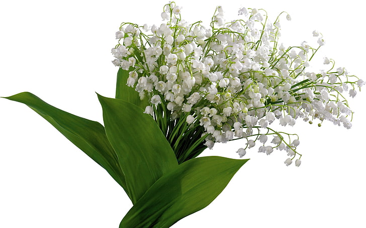 lily of the valley bouquet, lilys of the valley, flowers, bells, spring, bouquet, HD wallpaper