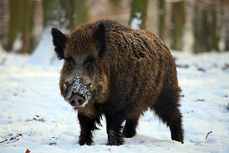 babi hutan coklat, babi hutan, gading, musim dingin, salju, hutan, Wallpaper HD HD wallpaper
